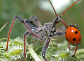 Wheel Bug